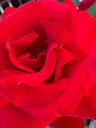 Meadows Place Jogging Trail - Meadows Place, TX