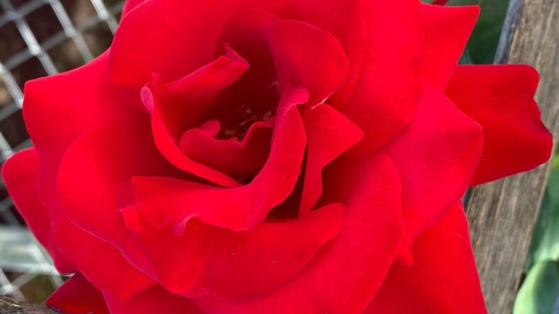 Meadows Place Jogging Trail - Meadows Place, TX