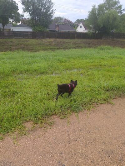 Meadows Place Jogging Trail - Meadows Place, TX