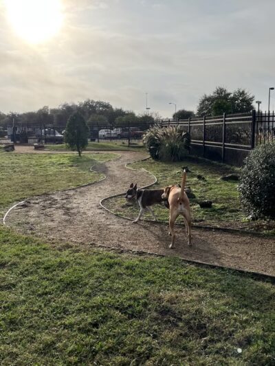Texas Direct Auto Dog Park - Meadows Place, TX