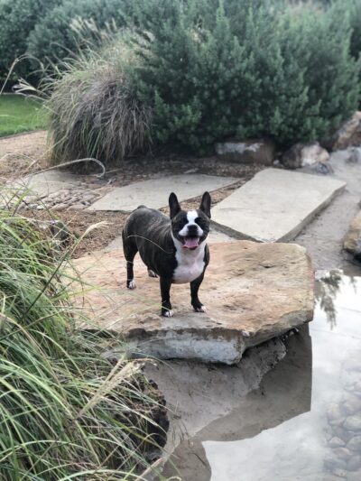 Texas Direct Auto Dog Park - Meadows Place, TX