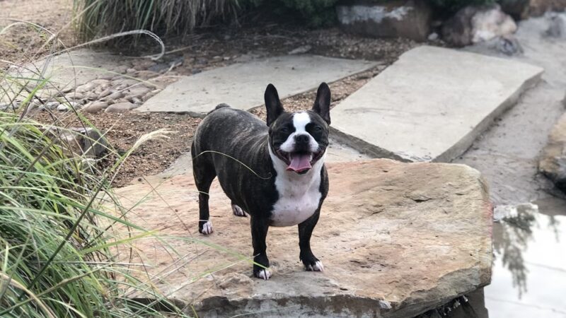 Texas Direct Auto Dog Park - Meadows Place, TX