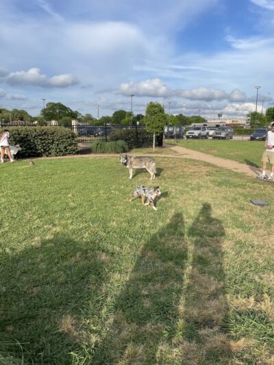 Texas Direct Auto Dog Park - Meadows Place, TX