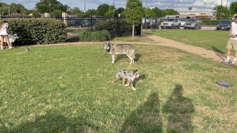 Texas Direct Auto Dog Park - Meadows Place, TX
