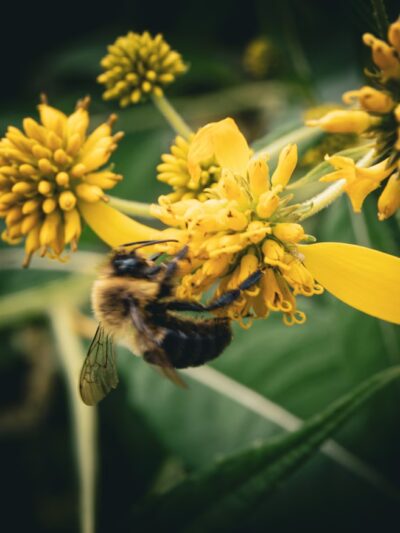 Bicentennial Park - Meadville, PA