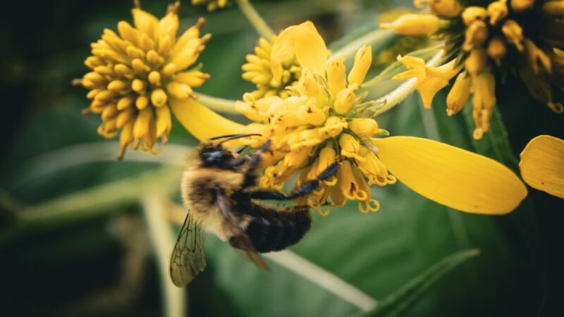 Bicentennial Park - Meadville, PA