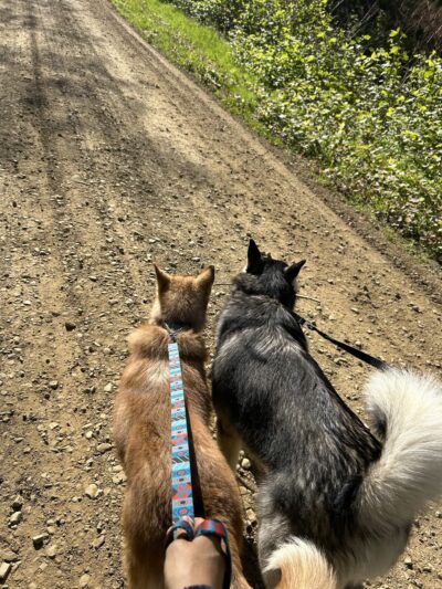 Down Home Dog Resort - Meadville, PA