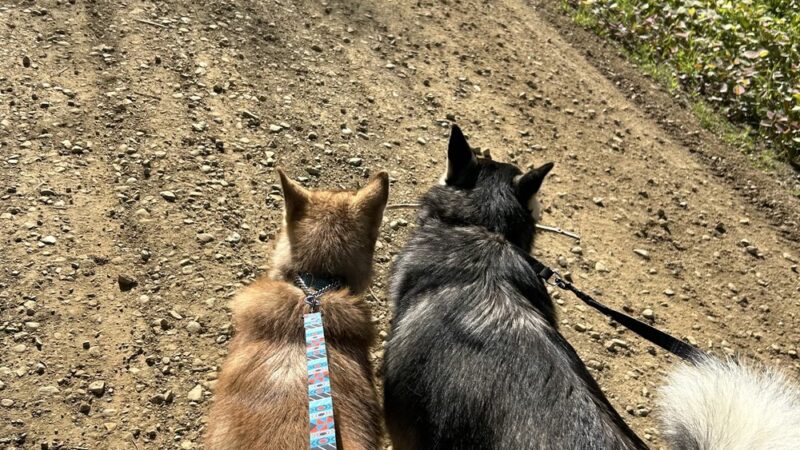 Down Home Dog Resort - Meadville, PA