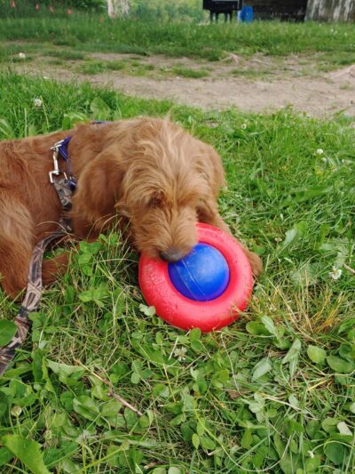 Down Home Dog Resort - Meadville, PA