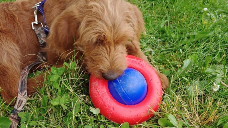 Down Home Dog Resort - Meadville, PA