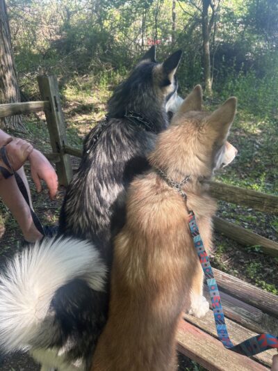 Down Home Dog Resort - Meadville, PA