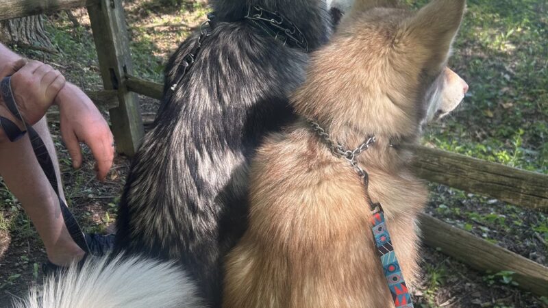 Down Home Dog Resort - Meadville, PA