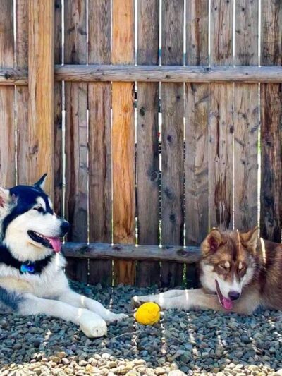 Down Home Dog Resort - Meadville, PA