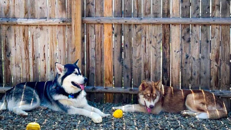 Down Home Dog Resort - Meadville, PA