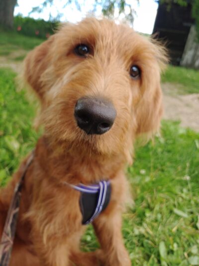 Down Home Dog Resort - Meadville, PA