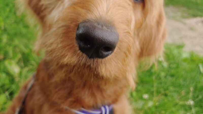 Down Home Dog Resort - Meadville, PA