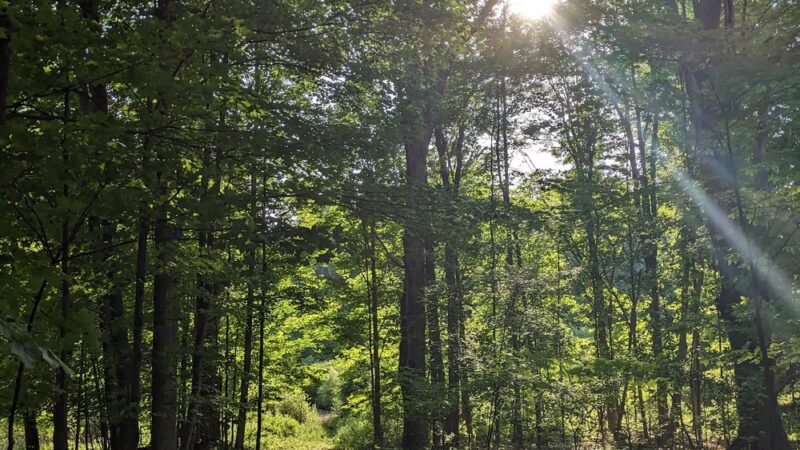 Oakgrove Park - Meadville, PA