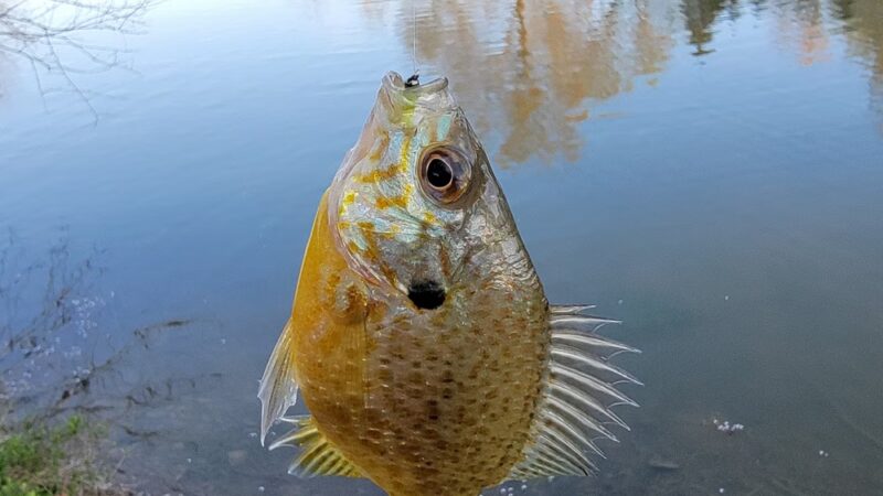 Grantham Park - Mechanicsburg, PA