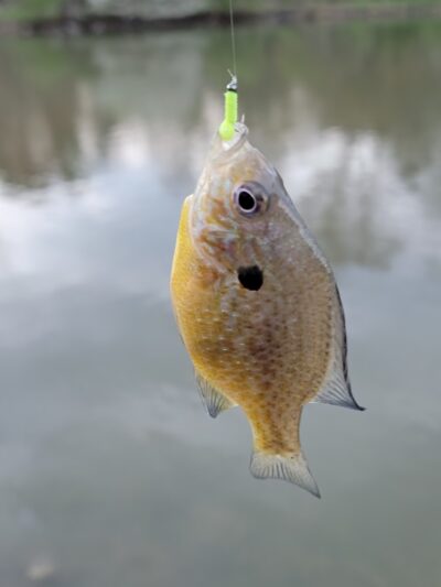 Grantham Park - Mechanicsburg, PA