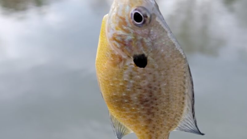 Grantham Park - Mechanicsburg, PA