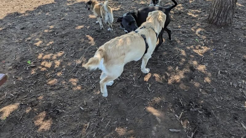 Lower Allen Community Park - Mechanicsburg, PA
