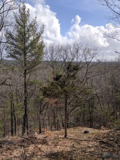 Fork Factory Brook Reservation - Medfield, MA