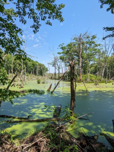 Fork Factory Brook Reservation - Medfield, MA