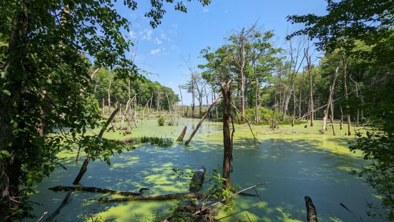 Fork Factory Brook Reservation - Medfield, MA