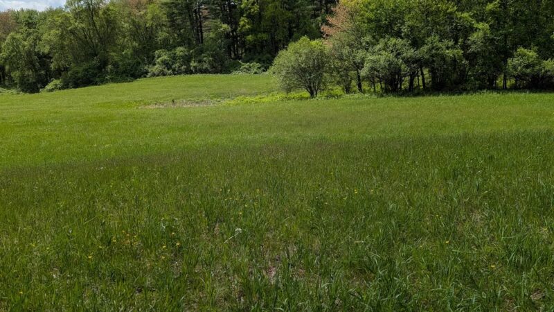 Fork Factory Brook Reservation - Medfield, MA