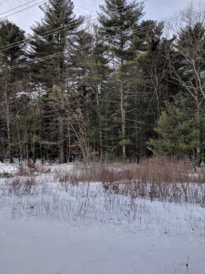Fork Factory Brook Reservation - Medfield, MA