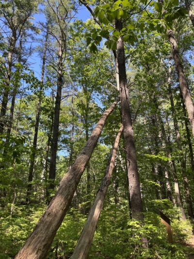 Medfield Park & Recreation - Medfield, MA