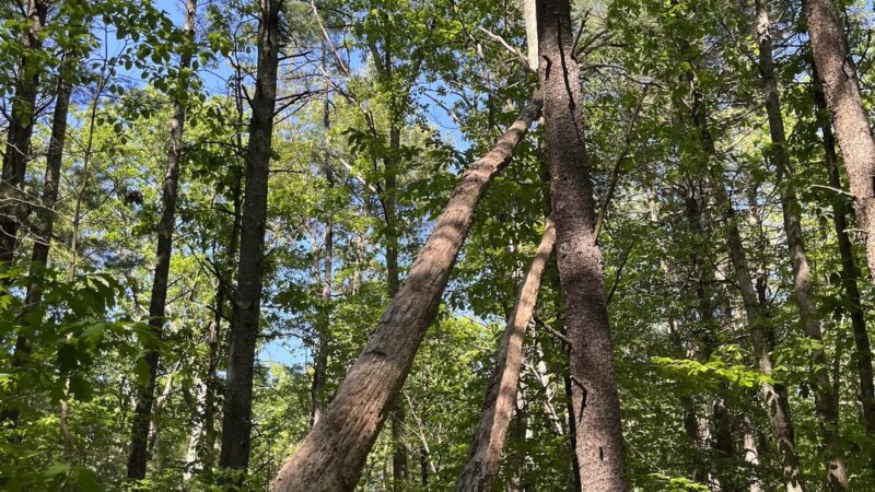 Medfield Park & Recreation - Medfield, MA