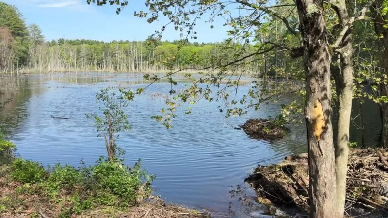 Medfield Rail Trail - Medfield, MA