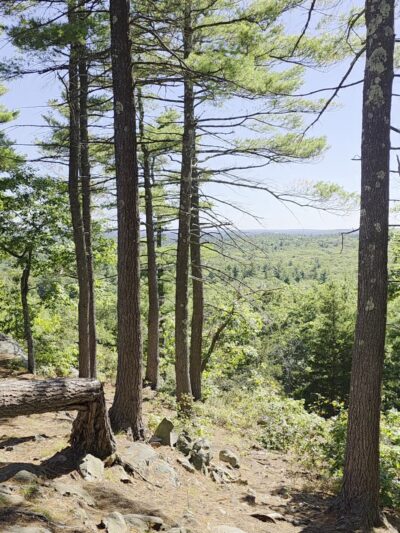 Rocky Woods Reservation - Medfield, MA