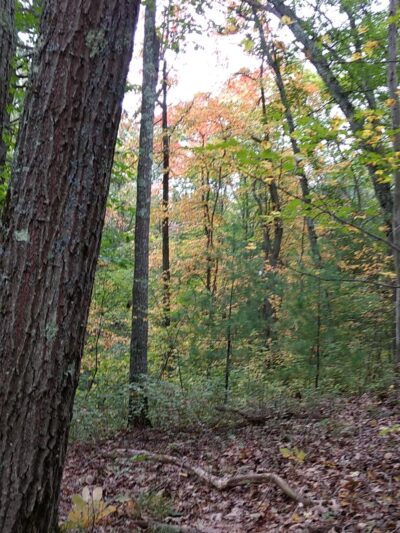 Rocky Woods Reservation - Medfield, MA