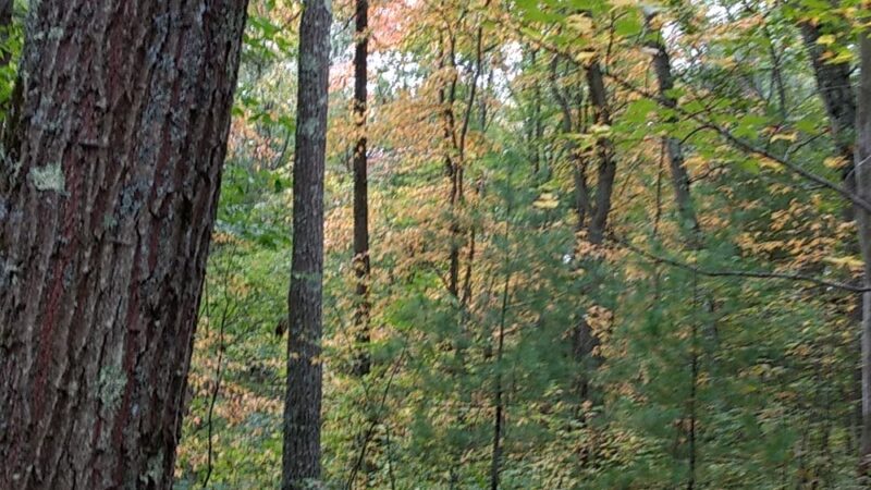 Rocky Woods Reservation - Medfield, MA