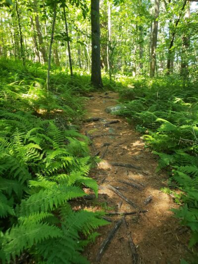 Shattuck Reservation - Medfield, MA