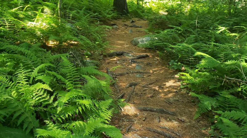 Shattuck Reservation - Medfield, MA