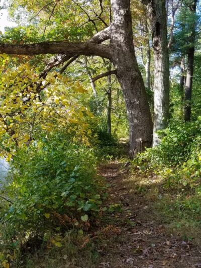 Shattuck Reservation - Medfield, MA