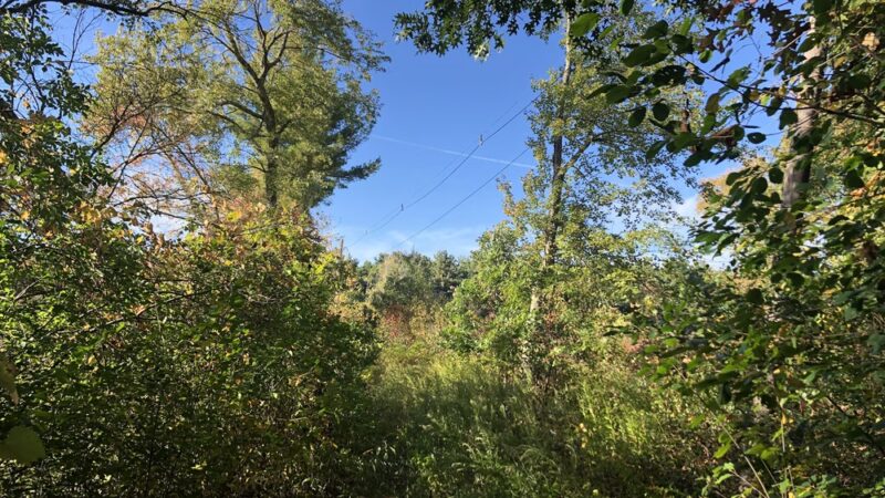 Shattuck Reservation - Medfield, MA