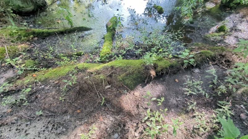 Woodford Cedar Run Wildlife Refuge - Medford, NJ
