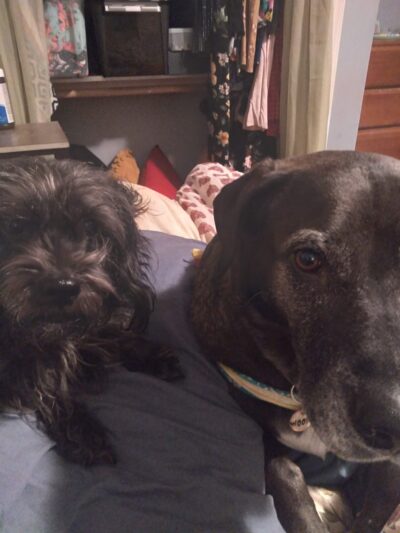 Megan's Sitting Service - ,