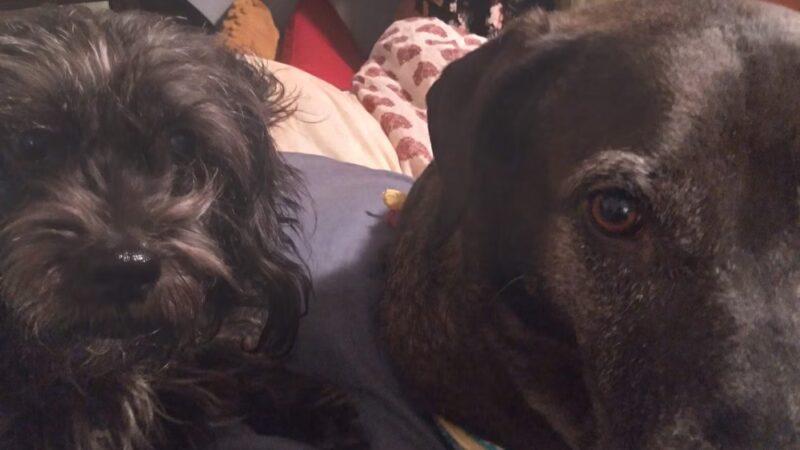 Megan's Sitting Service - ,