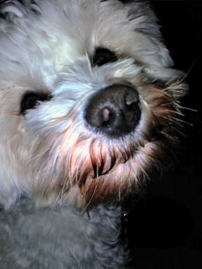 Megan's Sitting Service - ,