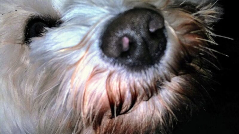 Megan's Sitting Service - ,