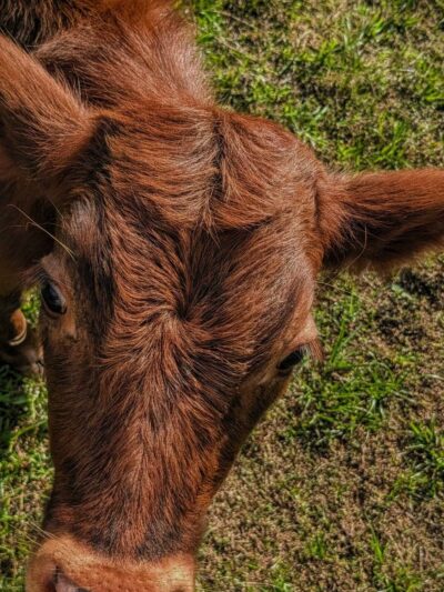 Rooterville Animal Sanctuary - Melrose, FL
