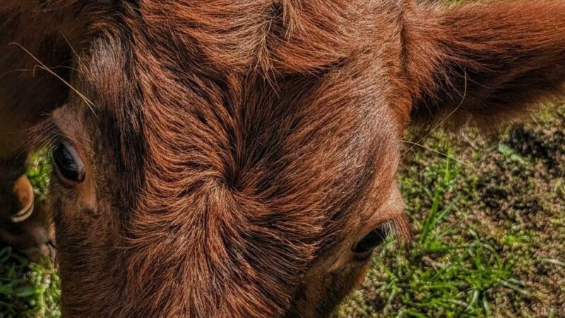 Rooterville Animal Sanctuary - Melrose, FL