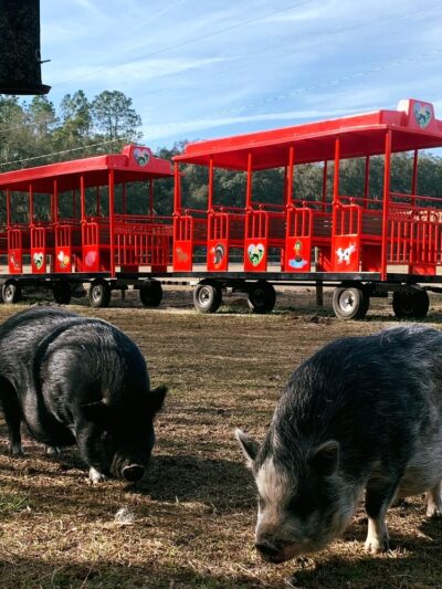 Rooterville Animal Sanctuary - Melrose, FL