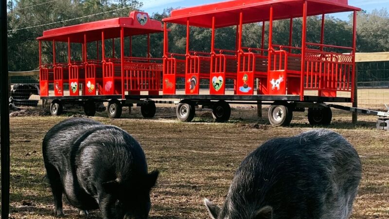 Rooterville Animal Sanctuary - Melrose, FL