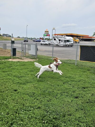 Dog Park at Love's Travel Stops - Memphis, IN
